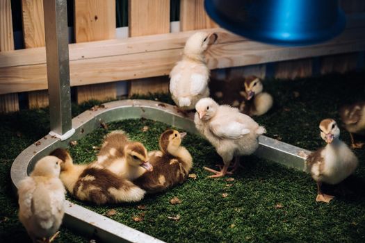 Small chickens and ducklings bask on the grass under a lamp in the yard.