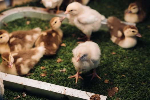 Little chickens and ducklings bask in the sun on the grass.