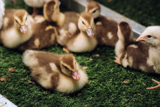 Little chickens and ducklings bask in the sun on the grass.