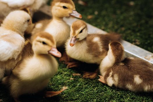 Little chickens and ducklings bask in the sun on the grass.