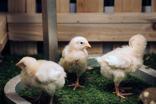 Little chickens bask in the sun on the grass.