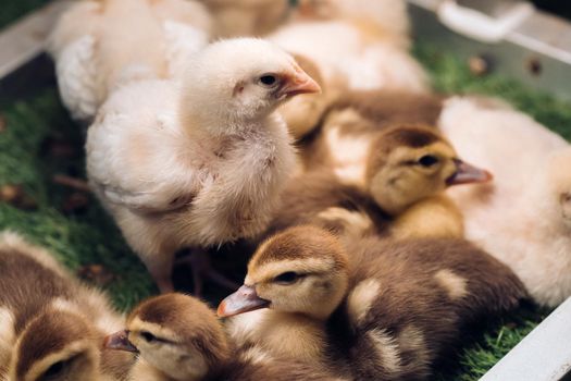 Little chickens and ducklings bask in the sun on the grass.