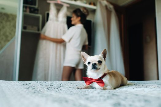 Chihuahua-beautiful little dog, brown Chihuahua with a butterfly lying on the bed.