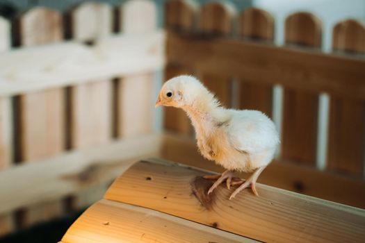 A small chicken stands on the roof of its house and basks in the sun.