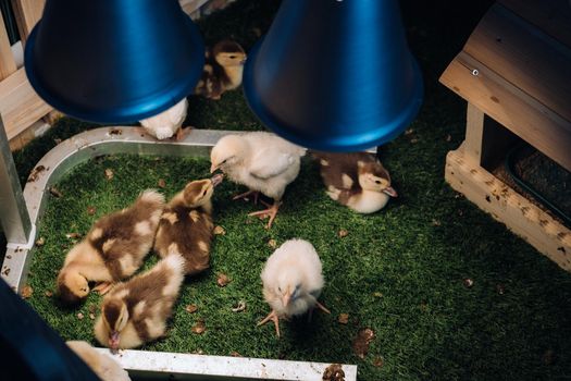 Small chickens and ducklings bask on the grass under a lamp in the yard.