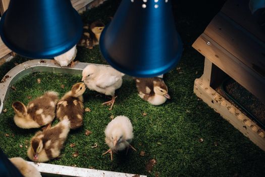 Small chickens and ducklings bask on the grass under a lamp in the yard.