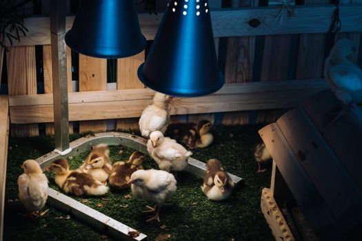 Small chickens and ducklings bask on the grass under a lamp in the yard.