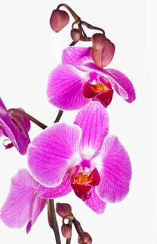 violet orchid branch isolated on white background