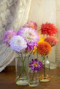 Red white Dahlia flowers with rain drops, top view wallpaper background. Colorful dahlia flowers, wallpaper backdrop. Blossoming dalias bloom