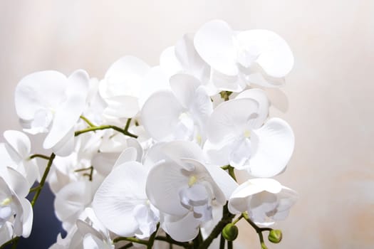 White archidea flowers close up