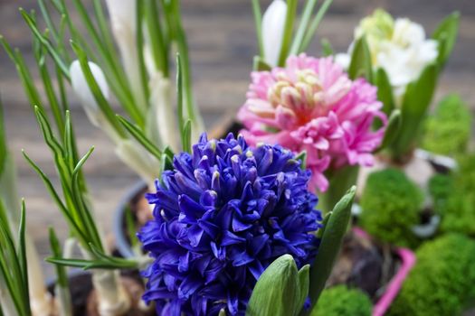 A variety of hyacinth flowers are taken in close-up.