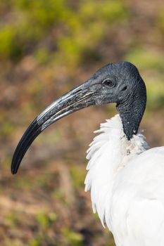 Black headed ibis Threskiornis melanocephalus close up. High quality photo
