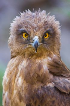 Eagle Close Up Portrait. High quality photo