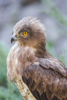 Eagle Close Up Portrait. High quality photo