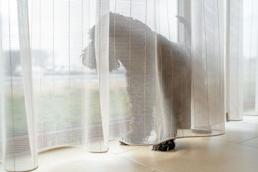 small black dog by the window with curtains in the house, schnauzer.