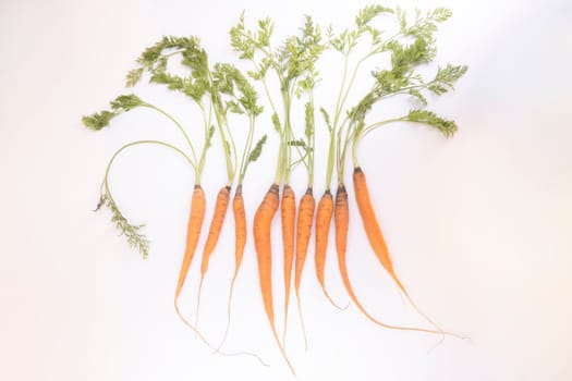 bunch of fresh carrots on a white background , eco product