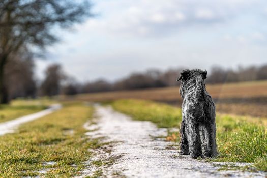 dog on a walk in nature. little black schnauzer.