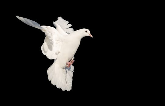 white dove in flight isolated on black, bird - symbol