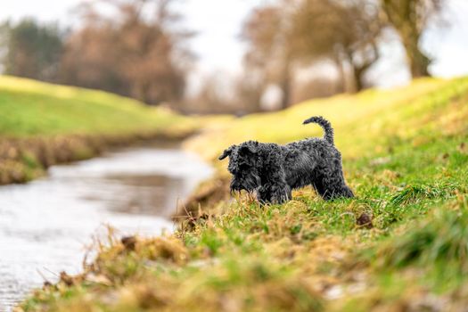 dog on a walk in nature. little black schnauzer.