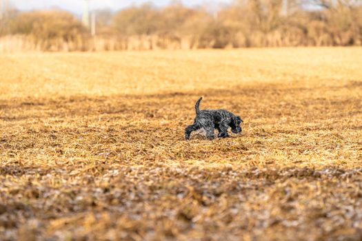 dog on a walk in nature. little black schnauzer.