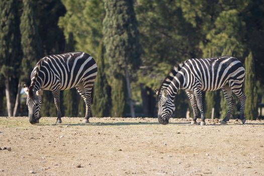 Two zebras grazing in a field i. High quality photo