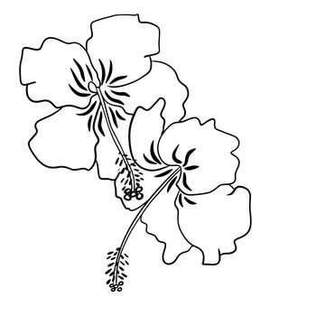Hand drawn illustration of black and white hibiscus flower, tropical floral design. Elegant petal bloom blossom, isolated on white background, summer botanical drawing for packaging, beauty products, card graphic hawaii print