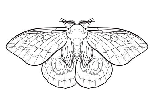 Coloring Insects - will introduce children to representatives of the most numerous class of animals on Earth. Choose the ones you like