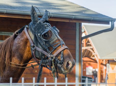 A brown horse in a leather strap is ready for racing