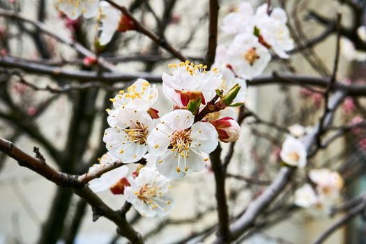 the season after winter and before summer, in which vegetation begins to appear. Lovely delicate flowers of spring fruit trees. Future delicious fruits