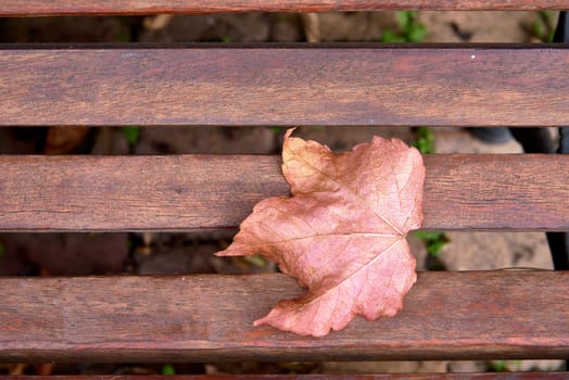 Autumn leaf on wooden planks of a bench. Parallel, fall, empty space, zenithal view, texture, no one, brown