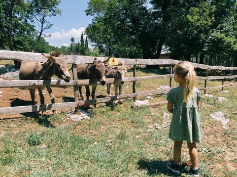 Brown donkeys reach over a wooden fence towards a little girl in the park. High quality photo