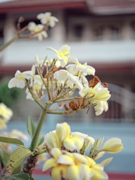 Frangipani flowers or Plumeria flowers in the morning sun