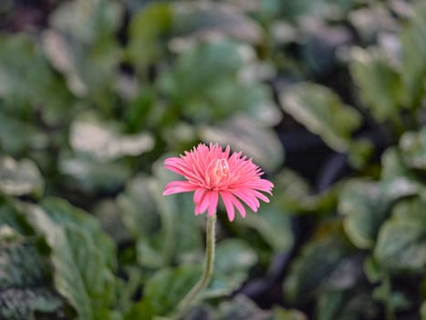 Beautiful pink gerbera in a garden .