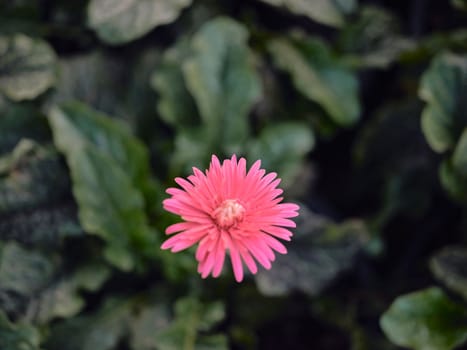 Beautiful pink gerbera in a garden .