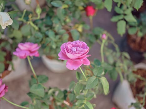 Pastel colored roses. Soft focus small depth of field photo . Concept valentine 's day