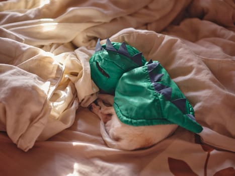 A small white dog sleeps curled up on a blanket. 