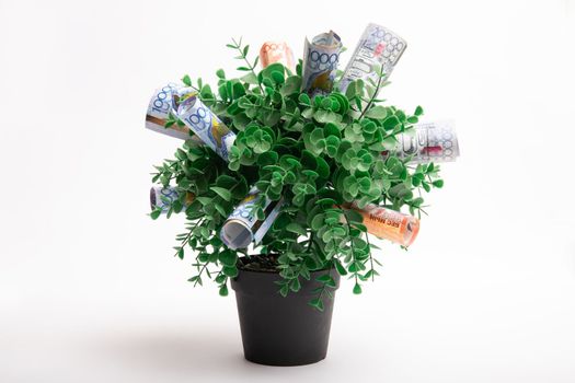 Money tree with large denominations of Kazakh money tenge on a white background.