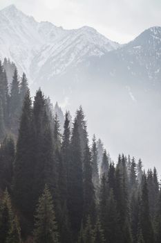 Coniferous forest on a hill in the morning haze against the backdrop of majestic snow-capped mountains in Almaty mountains. Nature of Kazakhstan.