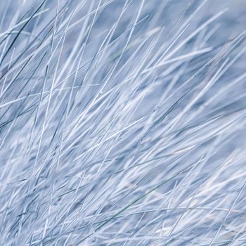 Blue white background of ornamental grass Festuca glauca. Soft focus