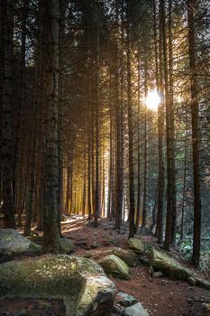 Pine forest at sunset in the bear gorge along the path to the Ayusai waterfall, ile alatau parkland in Almaty, picturesque nature of Qazaqstan.