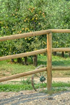 Decorative rusty old tracktor wheel at wooden fence of an orchard.