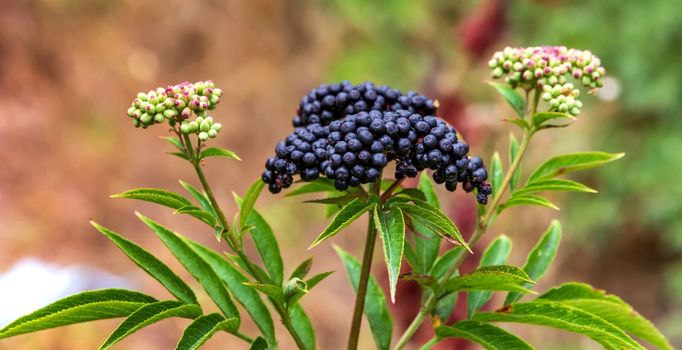 Clusters fruit black elderberry in garden. Sambucus