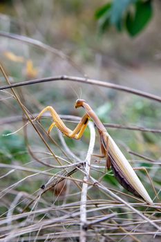 The praying mantis lurks in the grass, It hunts for insects.