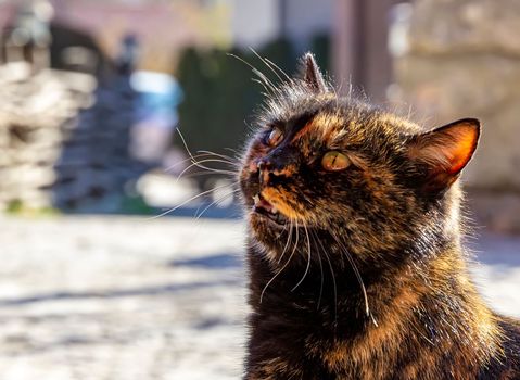 Portrait of a colorful cat looking up. Close