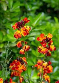The brightly colored spring flowers of Erysimum cheiri (Cheiranthus) also known as the Wallflower. Vertical view
