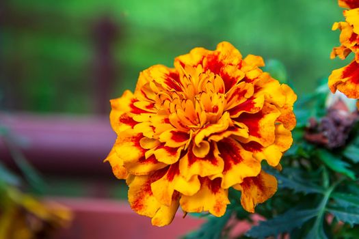 Close up of a stunning colorful Marigold flower or Tagetes erecta.