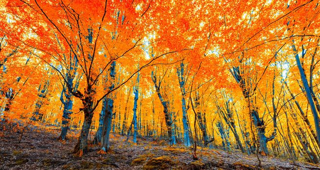 Autumn scenery. Beautiful gold falls in the forest. Beautiful scene in a yellow autumn forest.