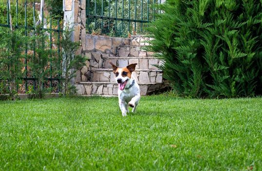 puppy purebred jack Russell terrier playing in a garden