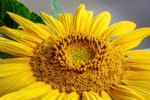 Wet sunflower inflorescence from rain and dew. Close up