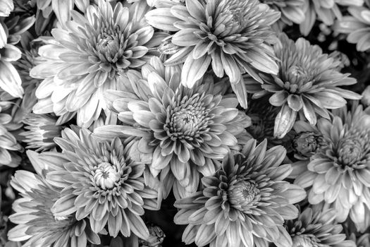 Blooming Mums or Chrysanthemums, Black and white flower background.